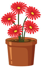 Red flower in pot on white background