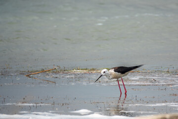 Cute water bird. Black winged Stilt feeding in the lake. Black winged Stilt, or or pied stilt, Himantopus himantopus.