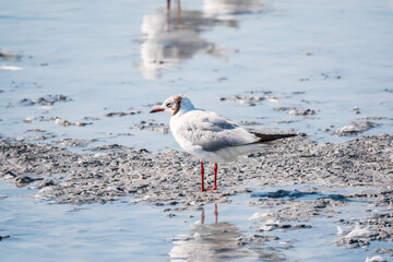 One Seagull, The European herring gull, swims on the calm lake shore in sunset