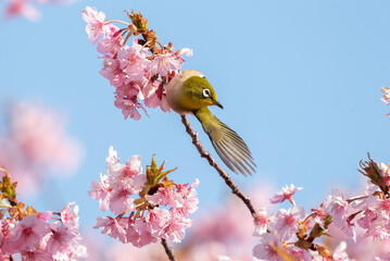 河津桜とメジロ
