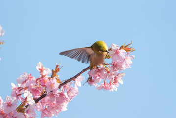 河津桜とメジロ