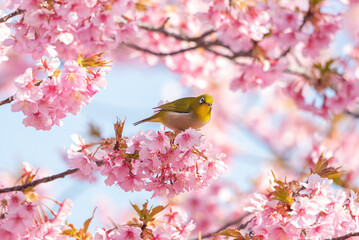 河津桜とメジロ