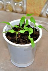 Container with Bulgarian pepper seedlings close-up