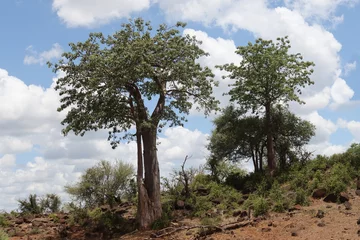 Gordijnen Kruger National Park, South Africa: Adansonia digitata, the baobab tree © Peter