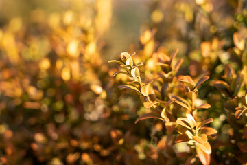 Bushes with small yellow leaves close-up