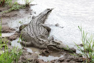 Fototapeten Kruger National Park, South Africa: Nile crocodile lurking on the mud © Peter