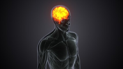3d illustration of human body brain anatomy