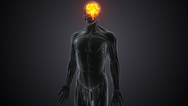 3d illustration of human body brains anatomy.
