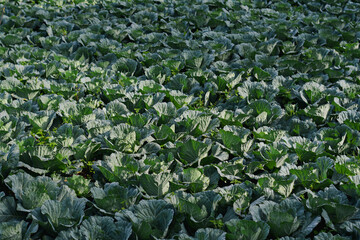 young cabbage grows in the farmer field, growing cabbage in the open field. agricultural business