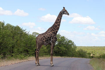 Giraffe blocking the traffic