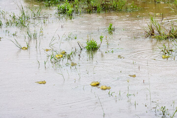 Kruger National Park, South Africa: African bullfrogs making the most of seasonal rain by mating
