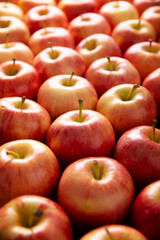 Several Royal Gala Apples (malus domestica)..Apple trees are cultivated worldwide and are the most widely used species of the genus Malus. Filling the frame composition