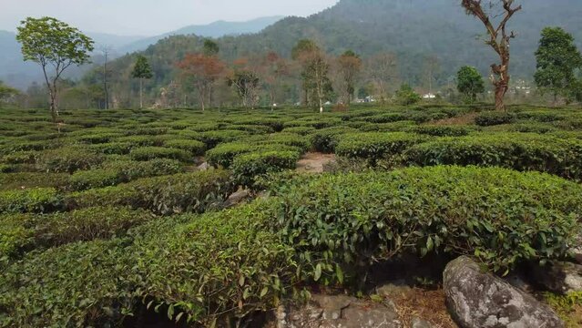 Motion shot of tea garden