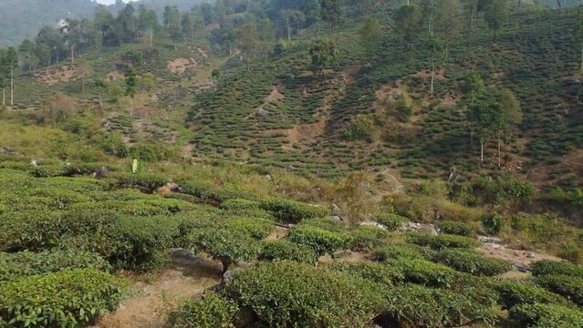 Tea gardens have been planted in hilly land