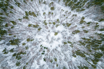 Aerial view of a winter pine forest. Top view of snow-covered pine trees. Beautiful winter forest landscape.