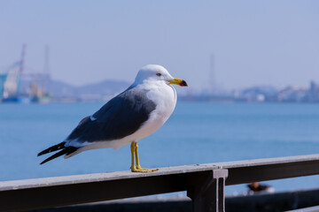 Fototapeta premium 대한민국 인천 영종도에 있는 갈매기