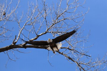 bald eagle in flight by tree branches