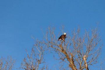 bald eagle in tree branches