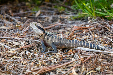 Australian water dragon (Intellagama lesueurii)