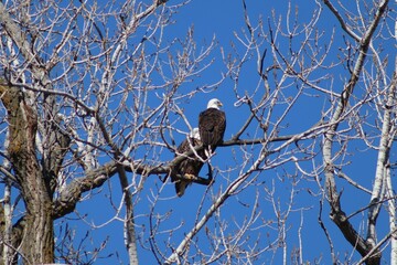 Bald eagles in tree branches