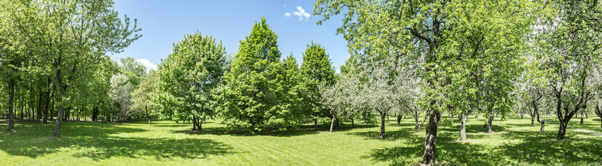 Fototapeta na wymiar spring park landscape in sunny day. bright green foliage of trees and lawn. drone point view.