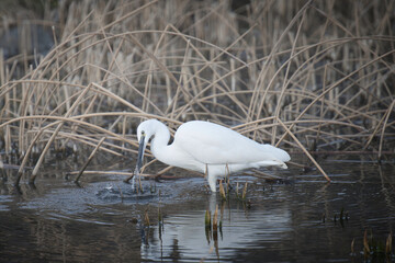 A landscape of egrets with long beaks, necks and legs searching for aquatic animals