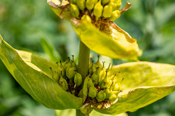 Obraz premium Gentiana lutea growing in mountains 