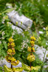 Gentiana lutea growing in mountains	