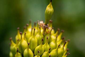Gentiana lutea growing in mountains	