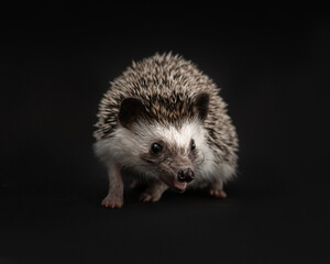 African pygmy hedgehog on a black background. Portrait of happy white hedgehog with black eyes and gray needles and an open mouth. Smiling exotic pet in the studio.