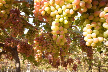 Lots of grapes on the branches. Pink variety. 