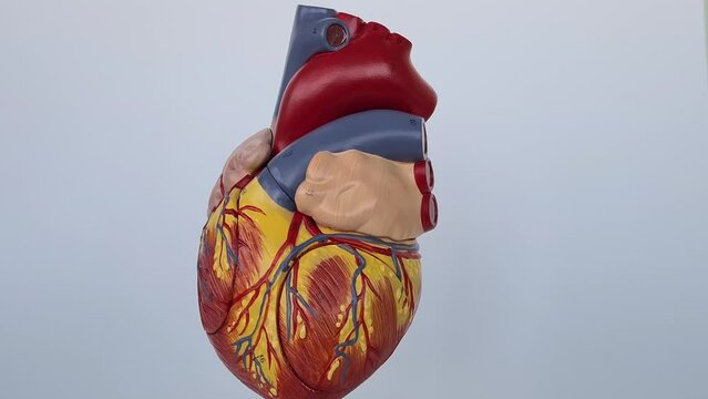 Anatomy of human heart and cardiovascular disease