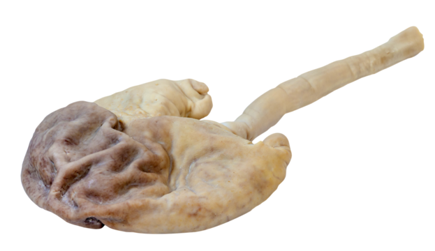 pork stomach isolated