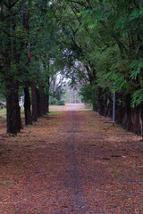 nature trees in forest and the road in the middle.natural landscape background. road way for travel or vacation on holiday.
