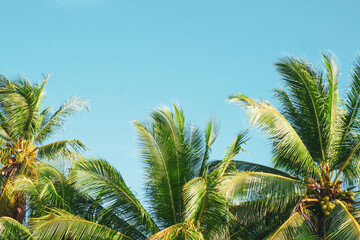 Coconut trees and summer sky for project background