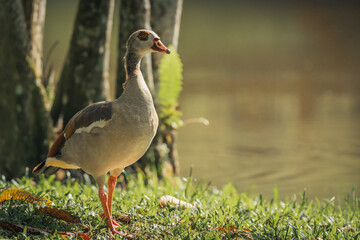 beautiful livestock egyptian goose on the meadow