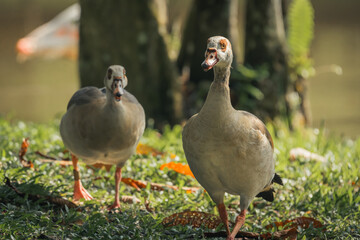 beautiful livestock egyptian geese on the meadow