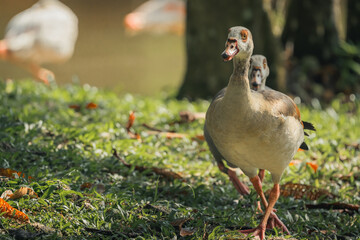beautiful livestock egyptian geese on the meadow