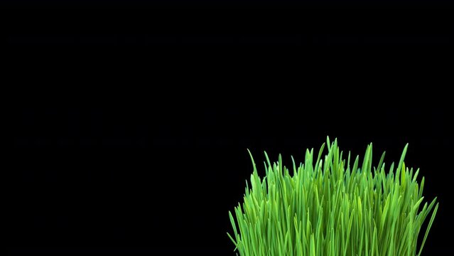 Grass, oats growing on a black background, oats for sprouting, microgreens. Goods for health, immunity. Time interval. Place for text