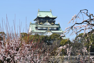 Fototapeta premium 大阪城の梅林