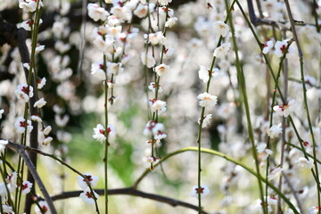 大阪城の梅林