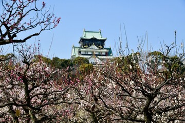 大阪城の梅林