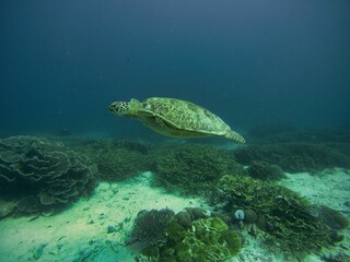 Fototapeta na wymiar Full body shot of a turtle underwater swimming close to the seabed surrounded by coral reef.