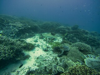Full body shot of a whitetip reef shark swimming close to the seabed surrounded by coral reef.