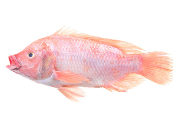 Fototapeta premium Fish tilapia isolated on white