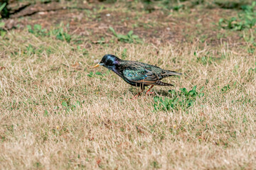 Common Starling (Sturnus vulgaris) in park