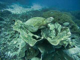 Full body shot of a turtle from the side underwater sitting in a shallow large coral surrounded by coral reef.