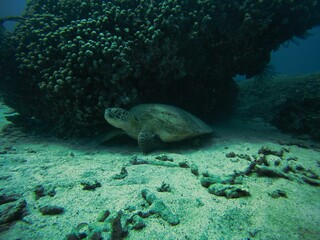 Naklejka na ściany i meble Full body shot of a turtle from the side underwater on the seabed.