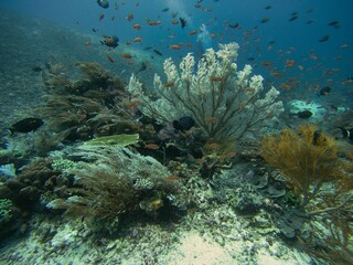 Idyllic shot of a coral reef with a school of fish swimming in front of it.