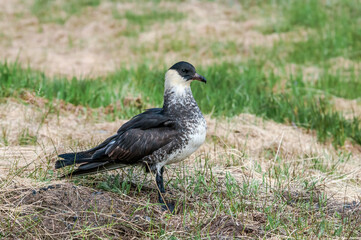 Pomarine Jaeger (Stercorarius pomarinus) in Barents Sea coastal area